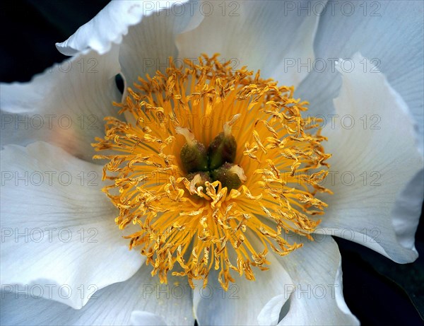 Pivoine arbustive (Paeonia suffruticosa)