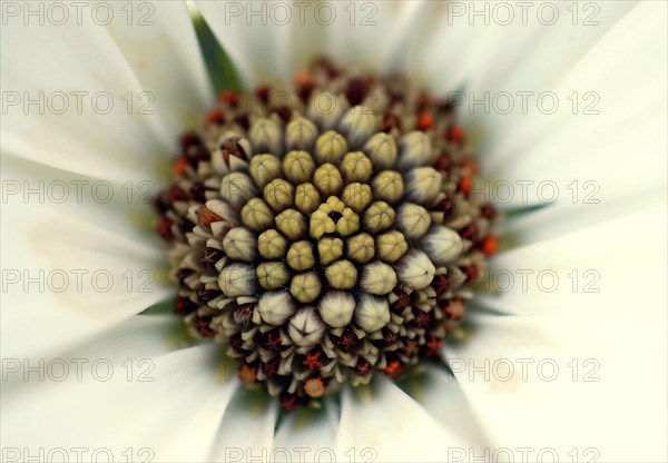 Osteospermum