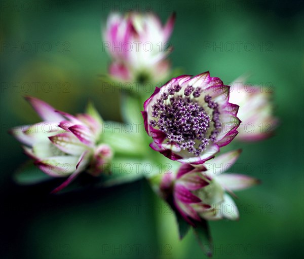 Masterwort Genus (Astrantia major)