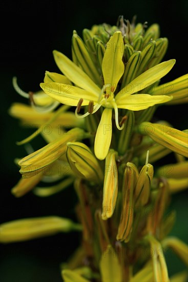 Asphodeline (Asphodeline lutea)