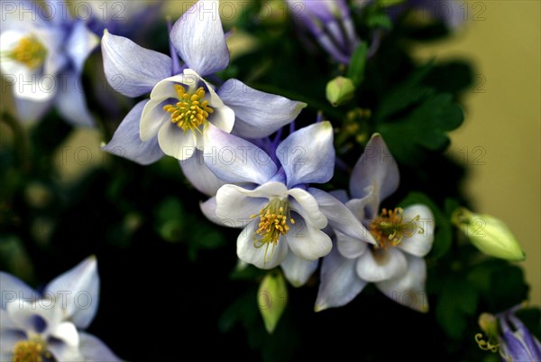 Ancolie (Aquilegia)