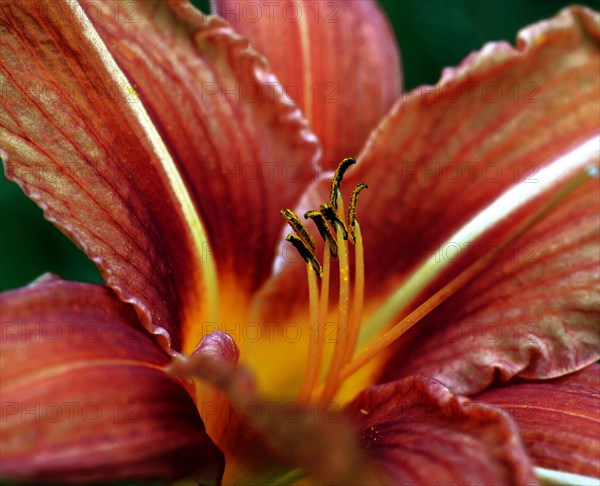 Daylily (Hemerocallis fulva)