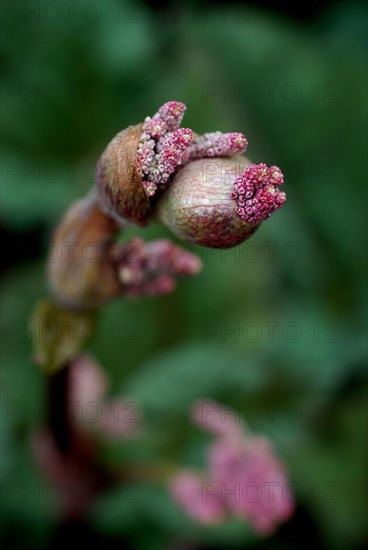 Flower (macro)