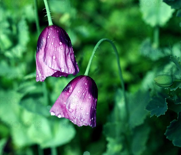 Pavot à opium (Papaver somniferum)