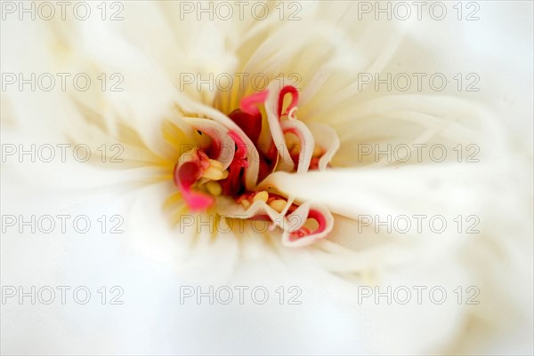 Peony (Paeonia lactiflora)