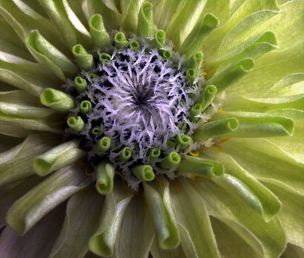 Zinnia élégant 'Envy' (Zinnia elegans)