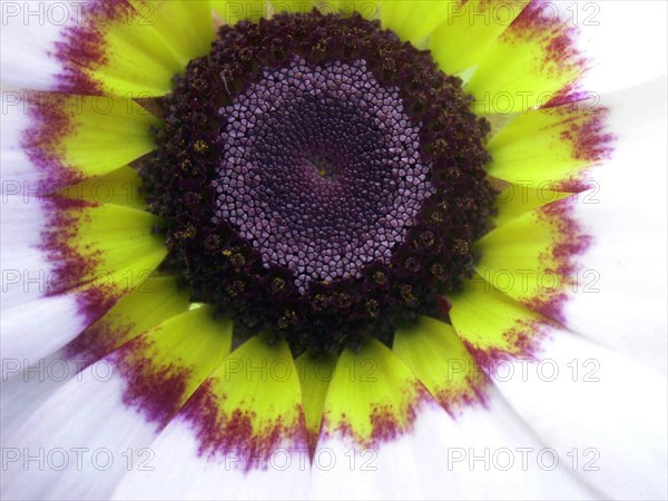 Painted daisy (Chrysanthemum carinatum)