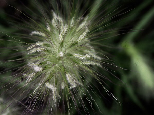 Flower (macro)