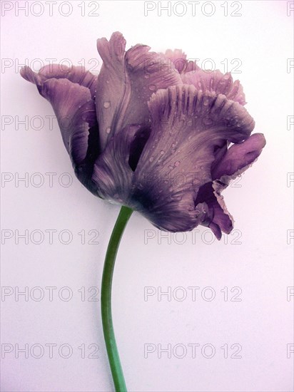 Pink Parrot Tulip (Tulipa turcica)