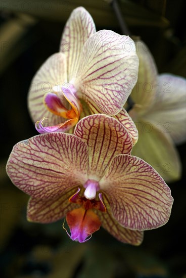Phalaenopsis 'Lundy'
