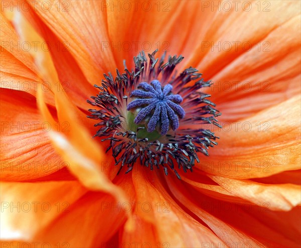 Artic poppy (Papaver croceum)