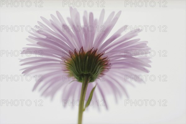 Marguerite (Chrysanthemum)