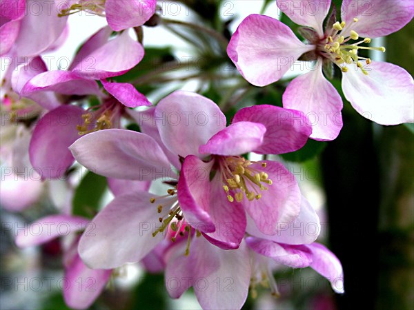 Pommette (Malus baccata)