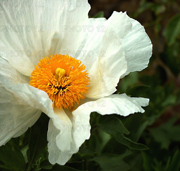 Pavot en arbre (Romneya coulteri)