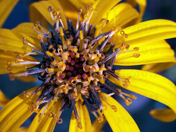 Lugulaire dentée (Ligularia dentata)