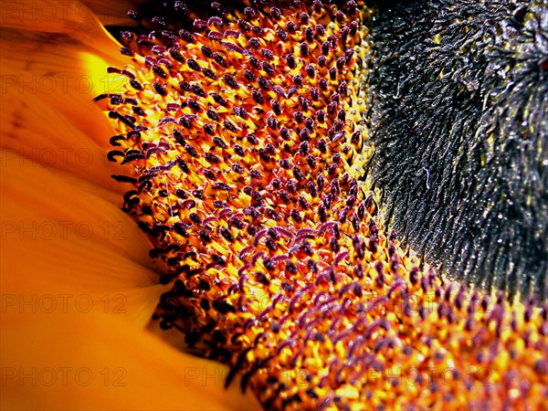 Tournesol (Helianthus annuus)