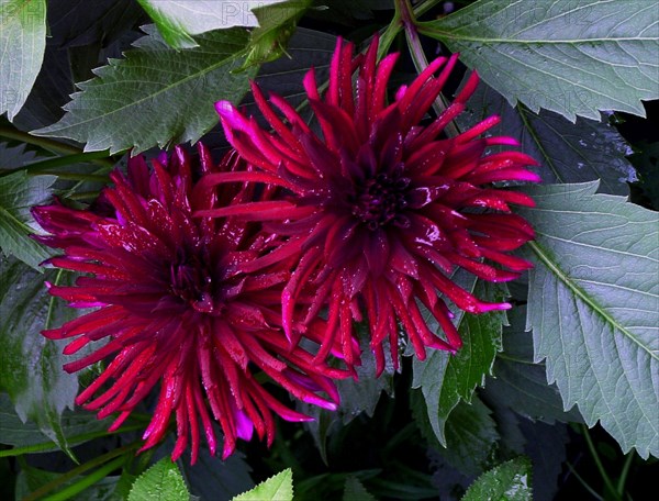 Dahlia cactus