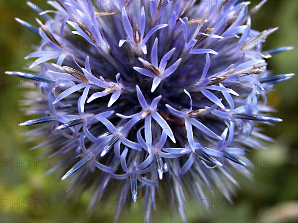 Echinops