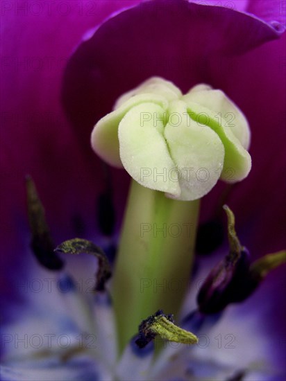 Tulipe perroquet (Tulipa)