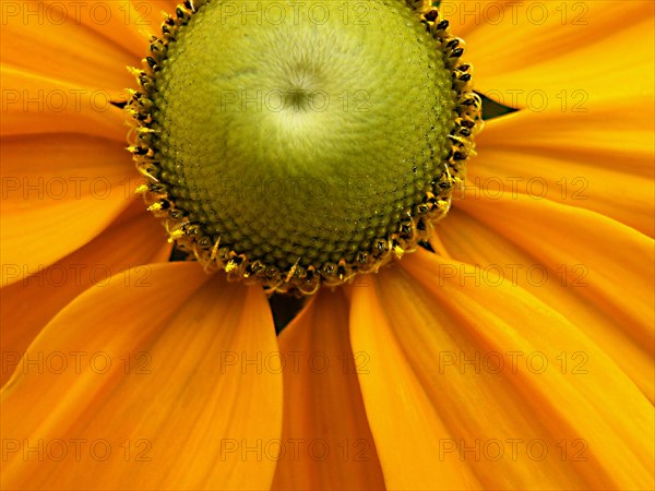 Rudbeckia