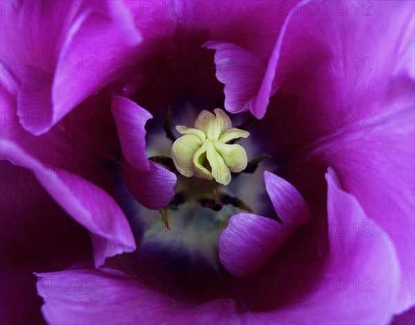 Parrot tulip (Tulipa)