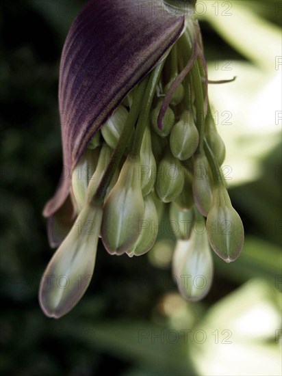 Fleur (macro)