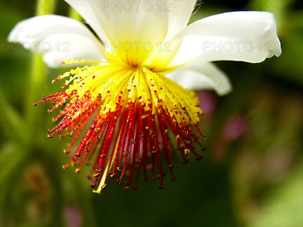 Tilleul d'appartement (Sparmannia africana)