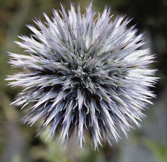 Globe Thistle (Cardus)