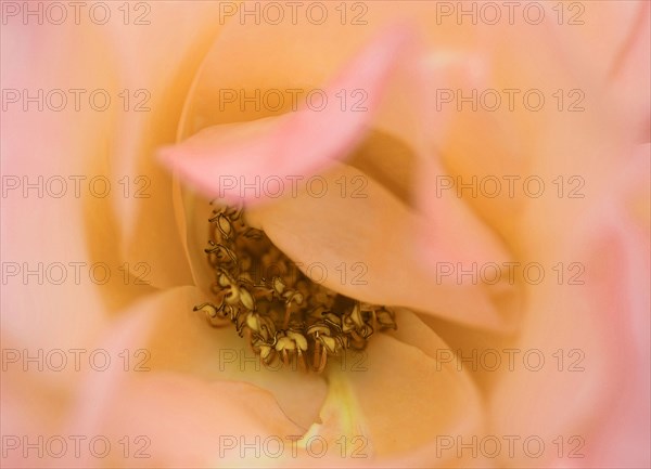 Rose Close-Up