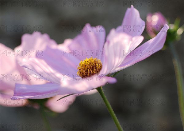 Cosmos bipinnatus