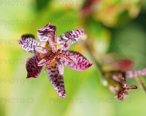 Tricyrtis formosana (Toad Lily)