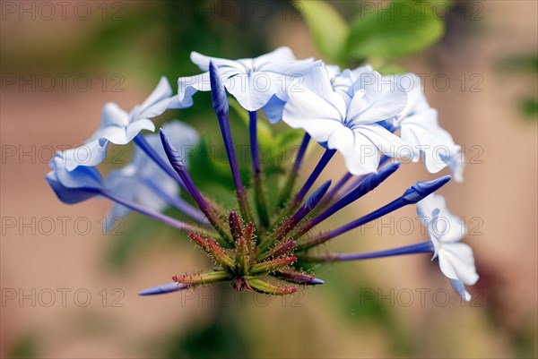 Plumbago auriculata (Cape leadwort)