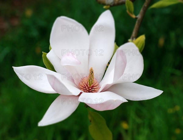 Fleur de magnolia