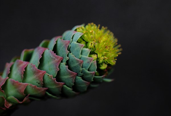 Sedum flower