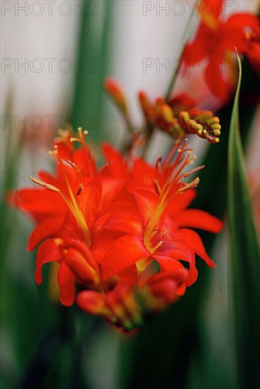 Crocosmia