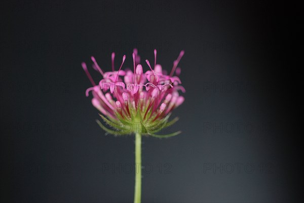 Phuopsis stylosa (crosswort)