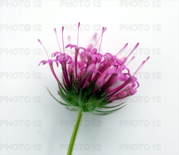 Phuopsis stylosa (crosswort)