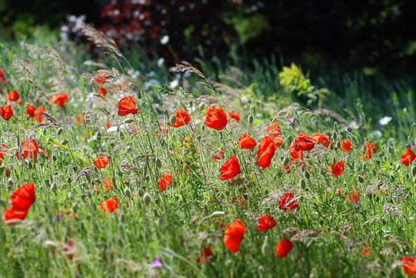 Champ de Coquelicots