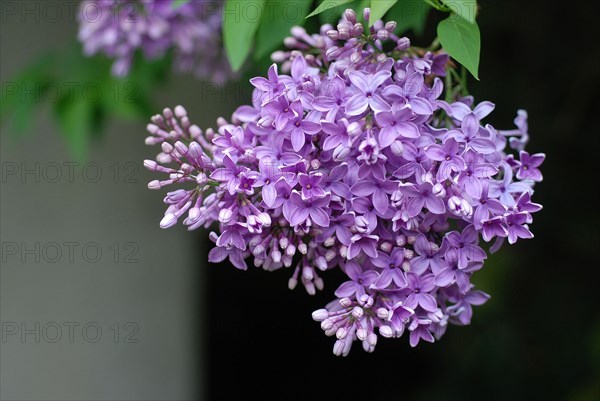 Syringa (lilas)