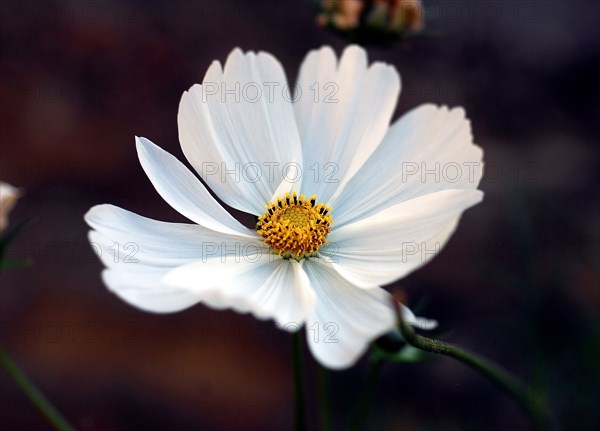 White Cosmos