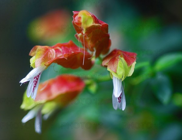 Justicia brandegeana (Shrimp plant)