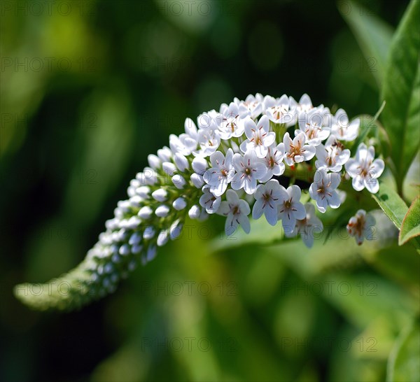 Lysimachia clethroides