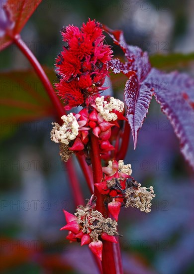 Ricinus communis ‘Carmencita’