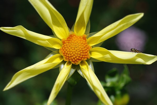 Dahlia 'Honka'