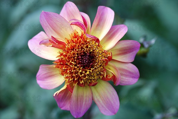 Dahlia