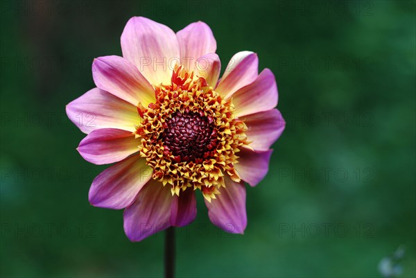 Dahlia