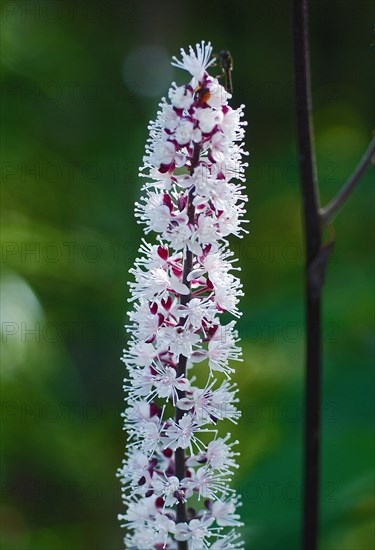 Eremurus robustus (Foxtail lily)