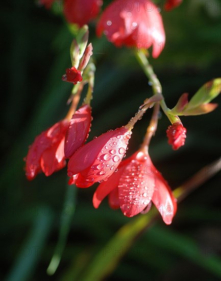 Schizostylis coccinea