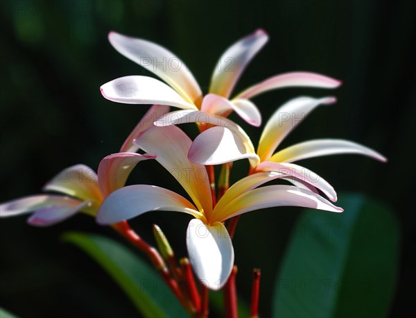 Plumeria (ou Frangipanier)