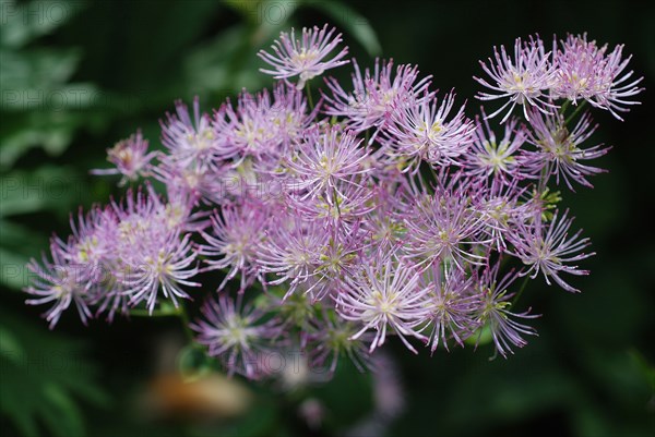 Thalictrum aquilegiifolium (Meadow rue)